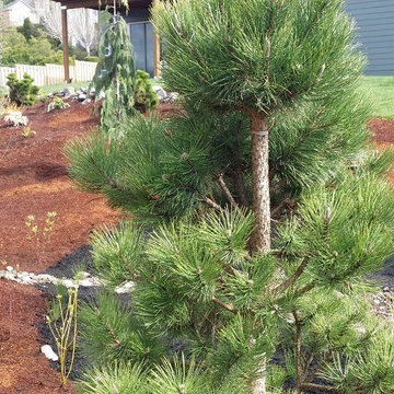 Camas Challenge/just planted, will grow quickly
