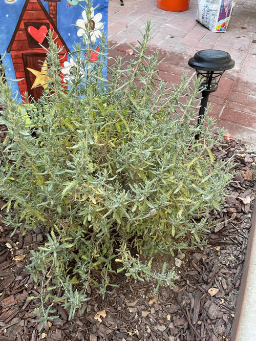 French Lavender Yellowing