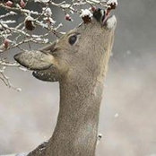Robin Zavitz's photo