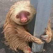 Sloth Threetoed's photo