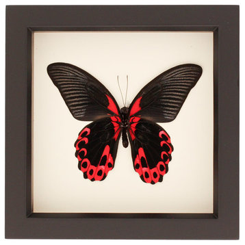 Scarlet Mormon Real Framed Butterfly Display