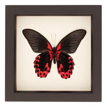 Scarlet Mormon Real Framed Butterfly Display