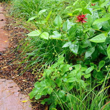 Hillside with Habitat and Food