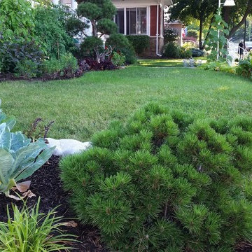 Cauliflower beside the Dwarf Pine
