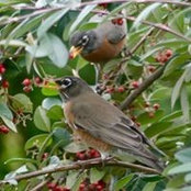 Anne Cunningham's photo