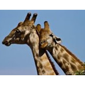 Laura Davies's photo