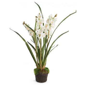 Cymbidium Orchid 36" Drop-In White