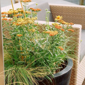 Nottinghill Roof Garden