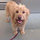 carol_barnett