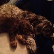 Zhanna Goldkamp's photo