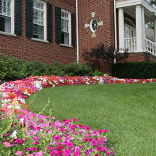 annuals