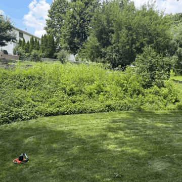 Overgrown Hillside Before and unusable slope