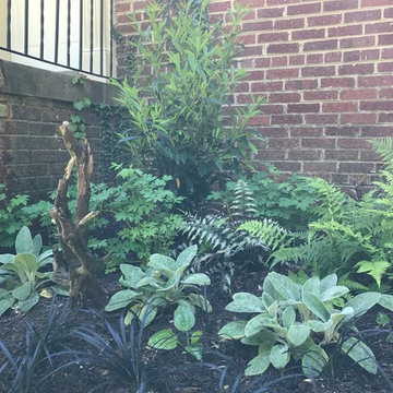 Chevy Chase Foundation Planting