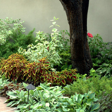 Southwest Oasis