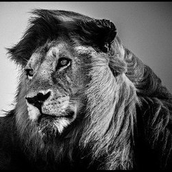 Laurent Baheux - Products