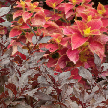 Great Design Plants