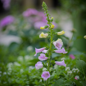 Flower Close-up