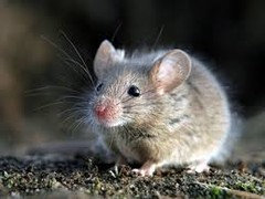 Help ! Avez-vous déjà eu des souris chez vous ?