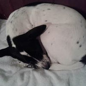 Ann Howell Blosfeld's photo