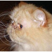 Foto von April Cato