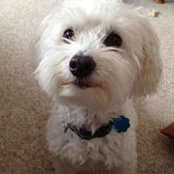 Marybeth Torella's photo