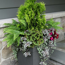 Potted Urns