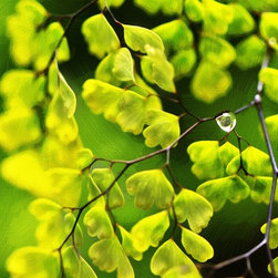 Fine Art Photography - Digital paintings - Products