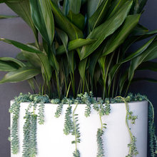 pot ideas