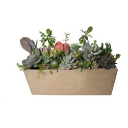 Out of the Woods Succulent Mix - Indoor Pots And Planters