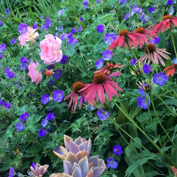 Sonoma County Garden