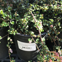 Danville Home Landscaping - Front Yard