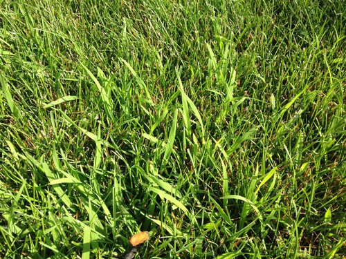 Odd light green grass sprouts