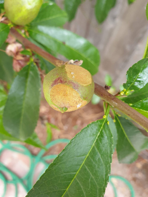 What's eating my nectarines? And how can I get it to stop?