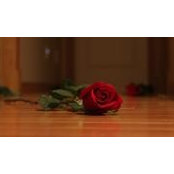 Sadia Rashid's photo