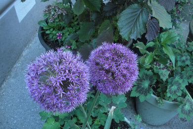 Moderner Garten in Sonstige