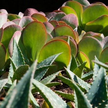 Bel Air entry succulent mass planting color display.