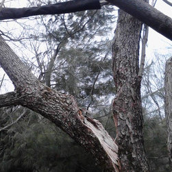 Tree Restoration - Products