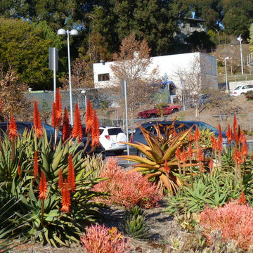 Turf Reduction Project at Brentwood School in Los Angeles
