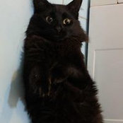 Sorin Badea's photo
