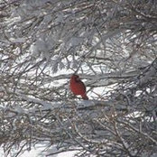 Lisa Silberer Ruebush's photo