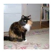 Donna Johnson O'Connell's photo