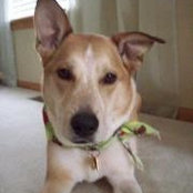 Megan Pedersen's photo