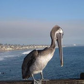 Paula Hepburn's photo