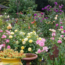 Landscape Ideas