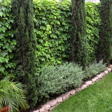ugly backyard ideas