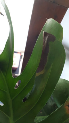 My monstera is dying, leaves turning brown/yellow, please help! | Houzz  Forum