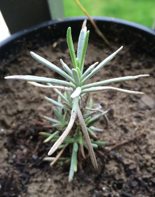 Is this Rosemary plant edible?