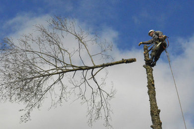 Tree Service