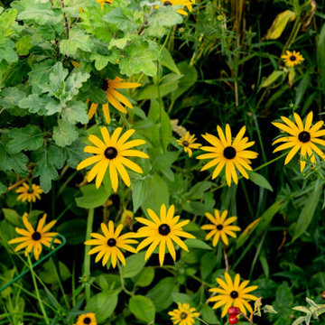 Clifton Courtyard Garden