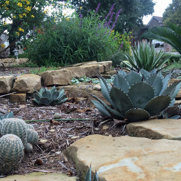 Various Xeriscapes by Team Rhinamic
